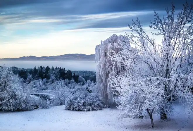 albero nebbia paesaggio nevicare