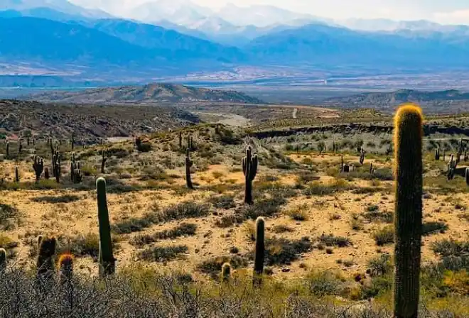 argentina panorama cactus 1