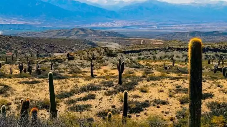 argentina panorama cactus 1