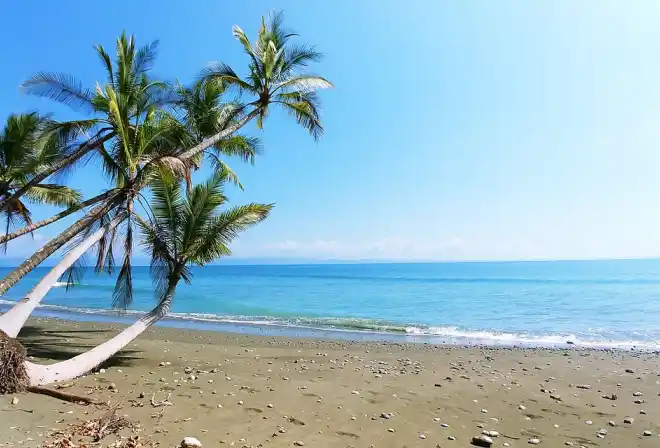 costa rica impianto spiaggia palma