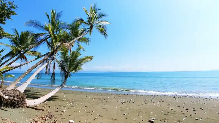 costa rica impianto spiaggia palma