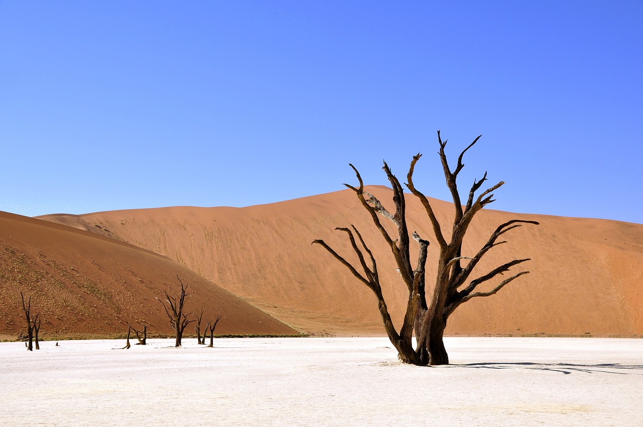 albero deserto namibia argilla pan