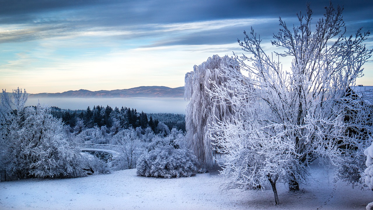 albero nebbia paesaggio nevicare