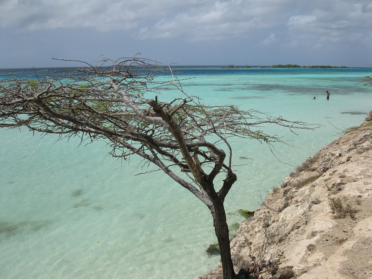 aruba albero spiaggia scenico