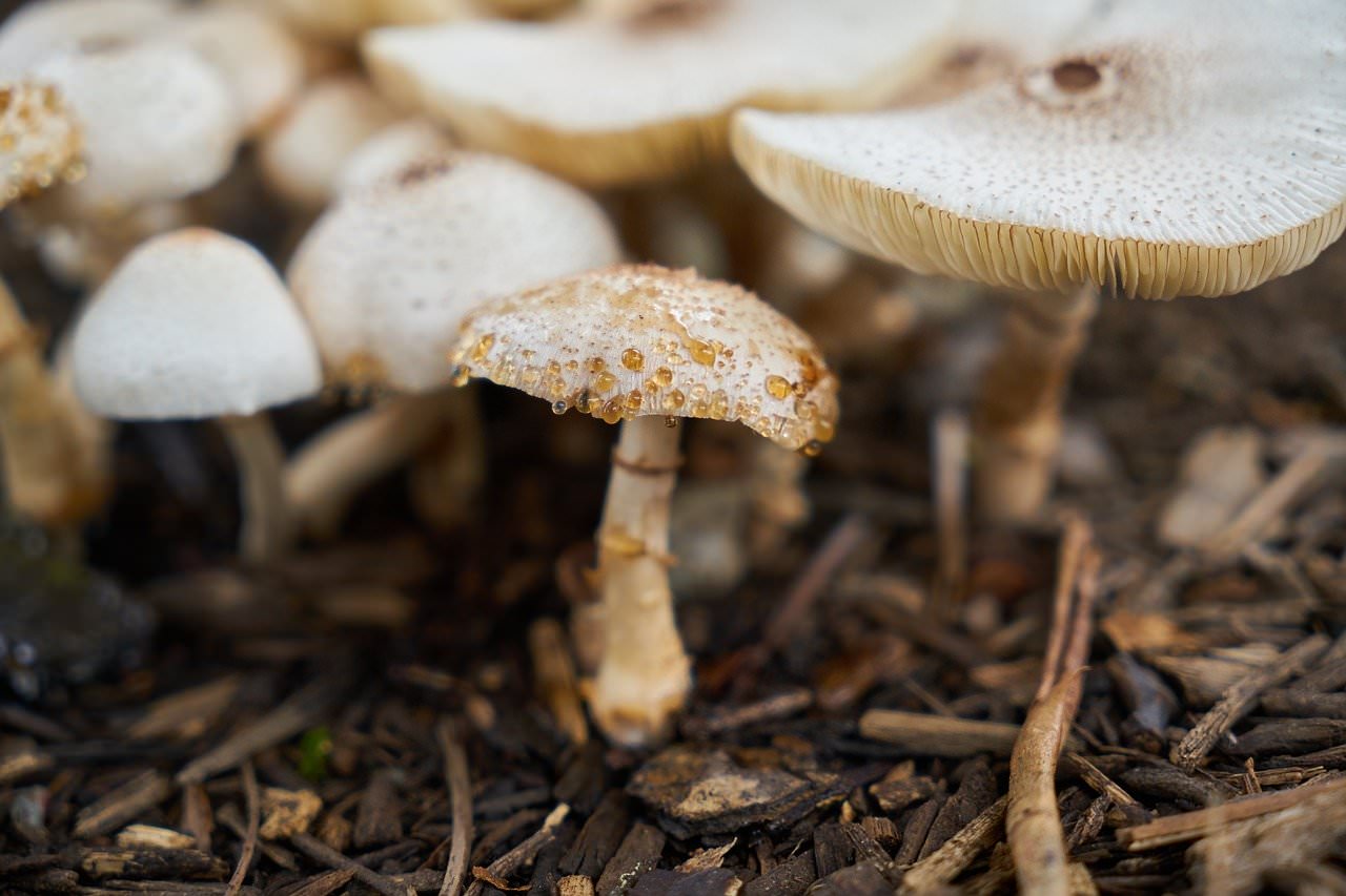 autunno ticino funghi