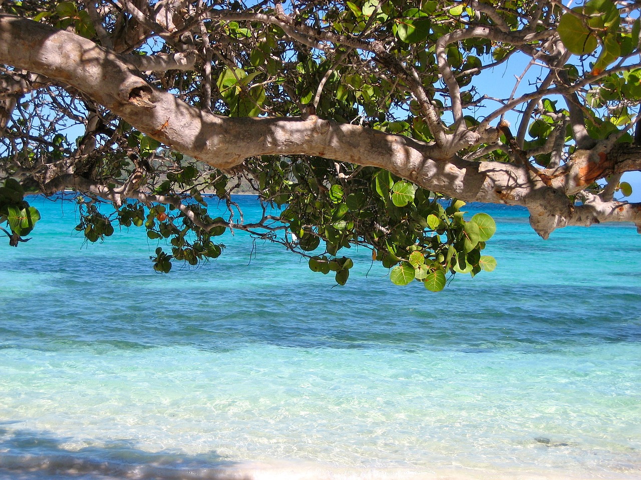 barbados caraibico mare spiaggia