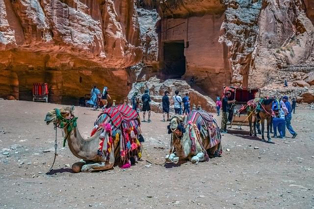 cammelli in giordania