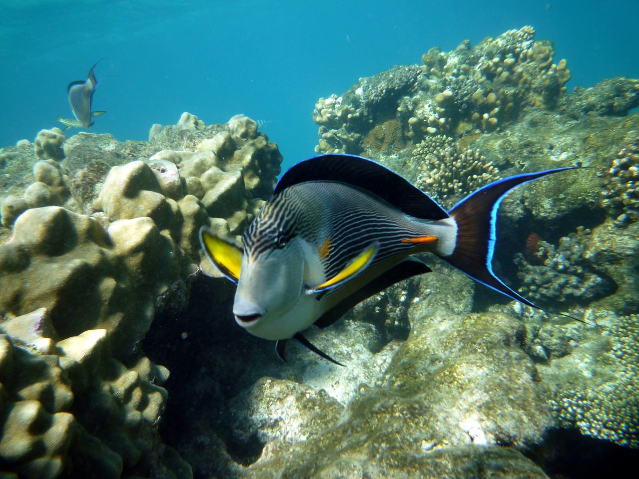 egitto tuffo marsa alam sott acqua 1