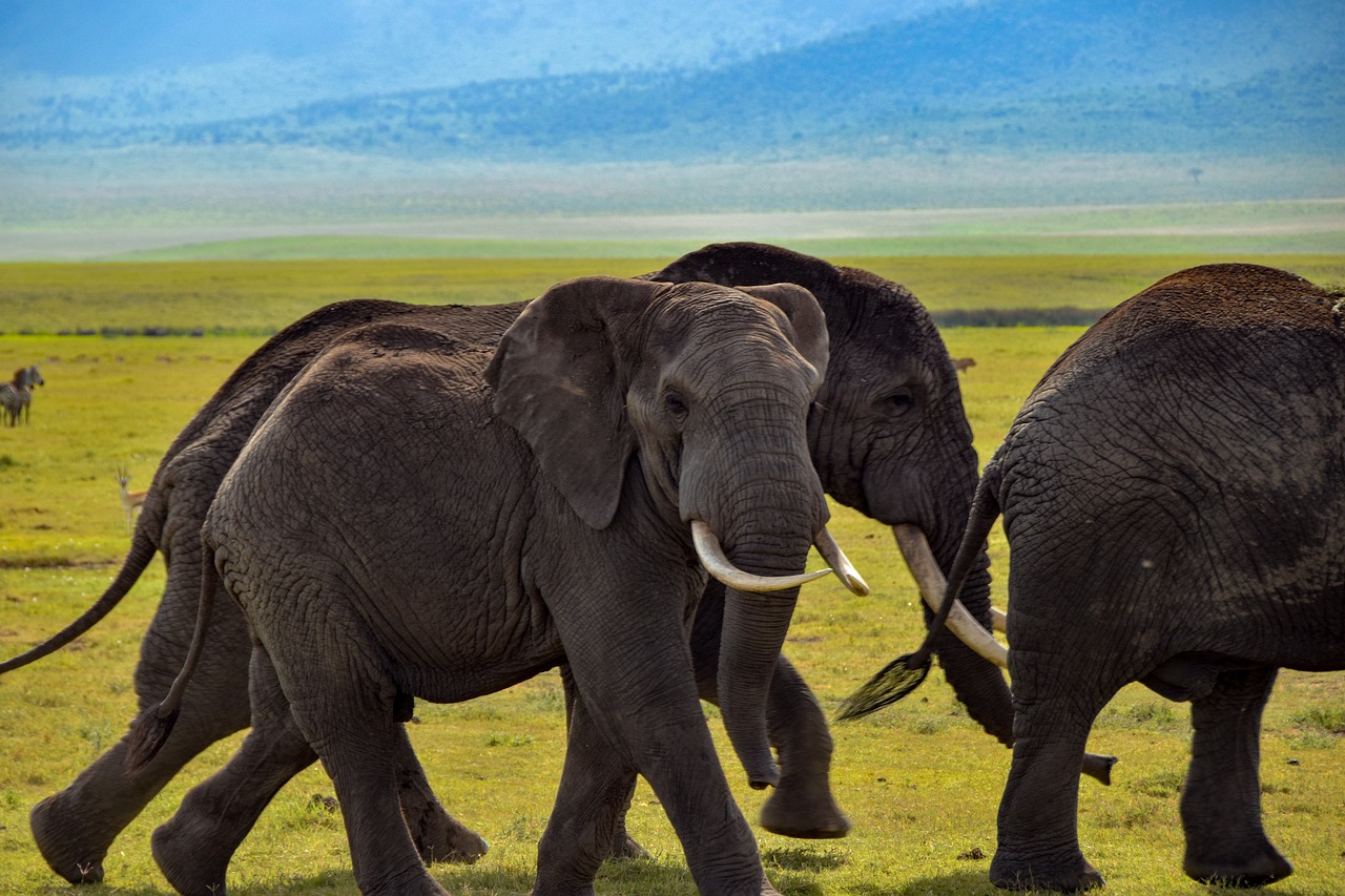 elefante animali selvatici safari