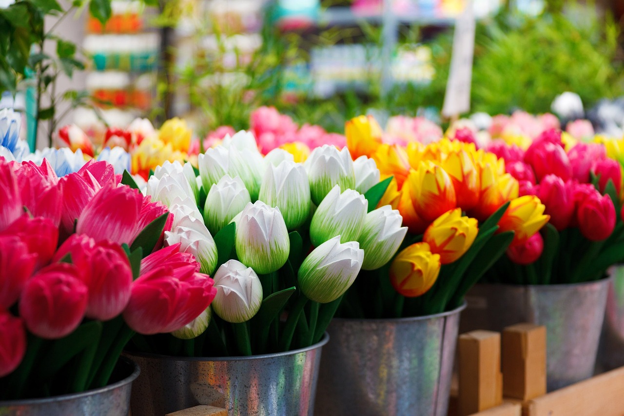 fiore gruppo colorato tulipano