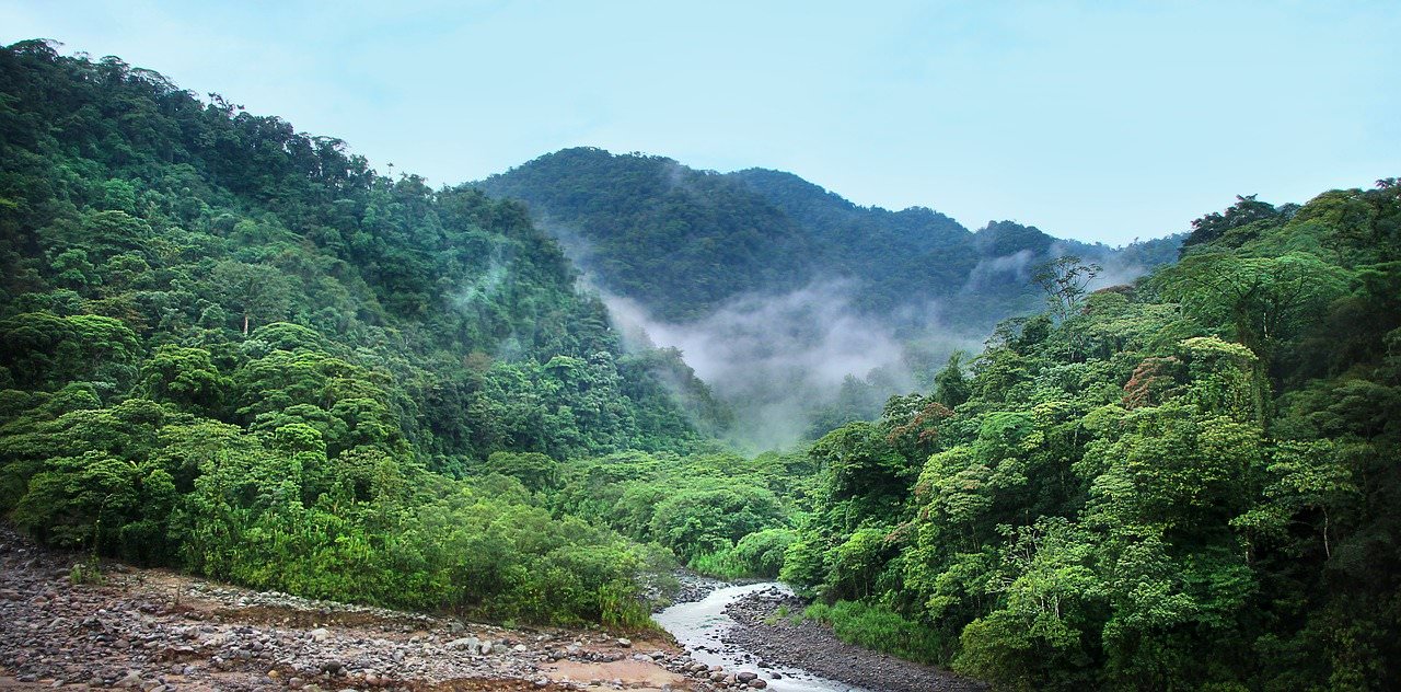 giungla jungle nebbia alberi verde 1 1