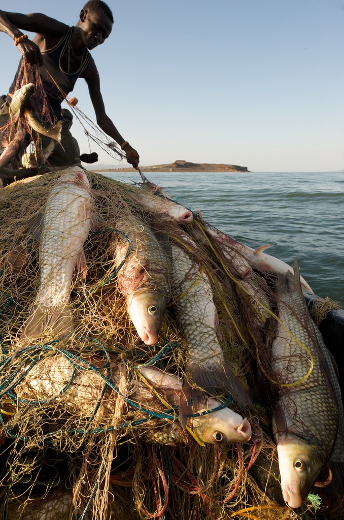 lake turkana bringing nets photo patrick dugan 2009
