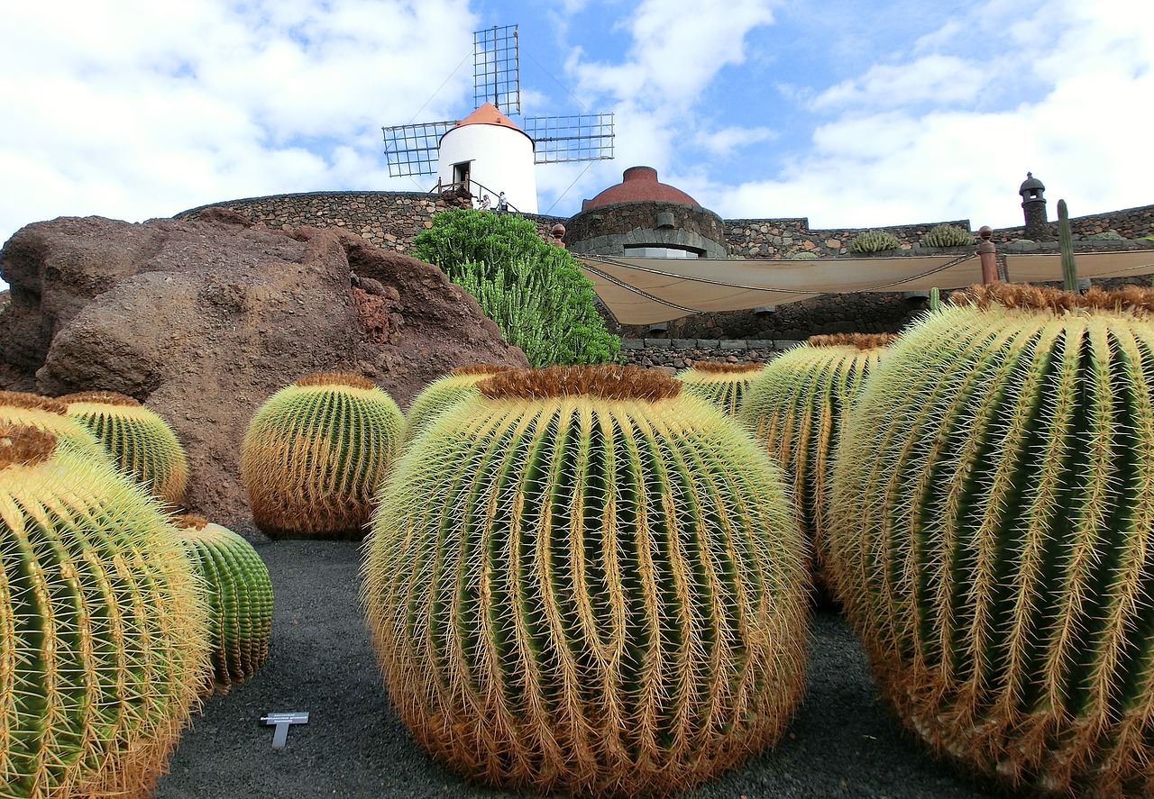 lanzarote cactus paradiso lanzarote