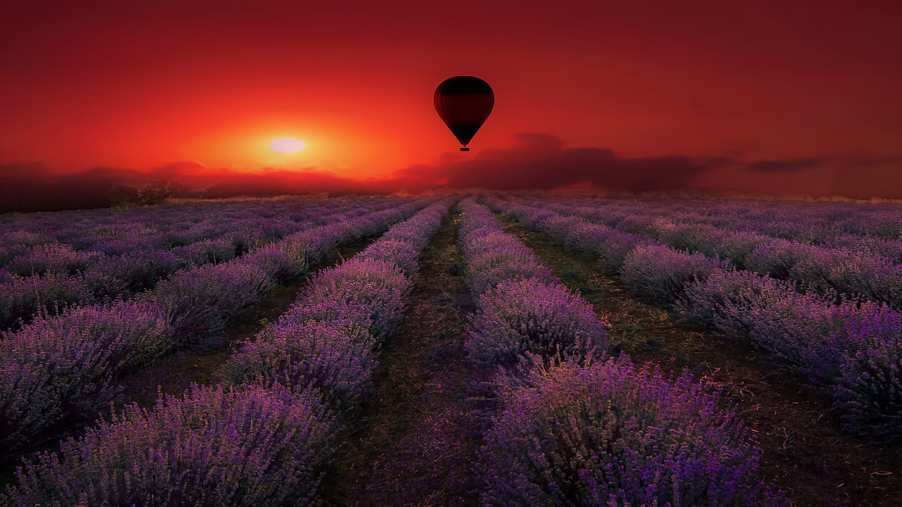 lavanda campo purple provenza