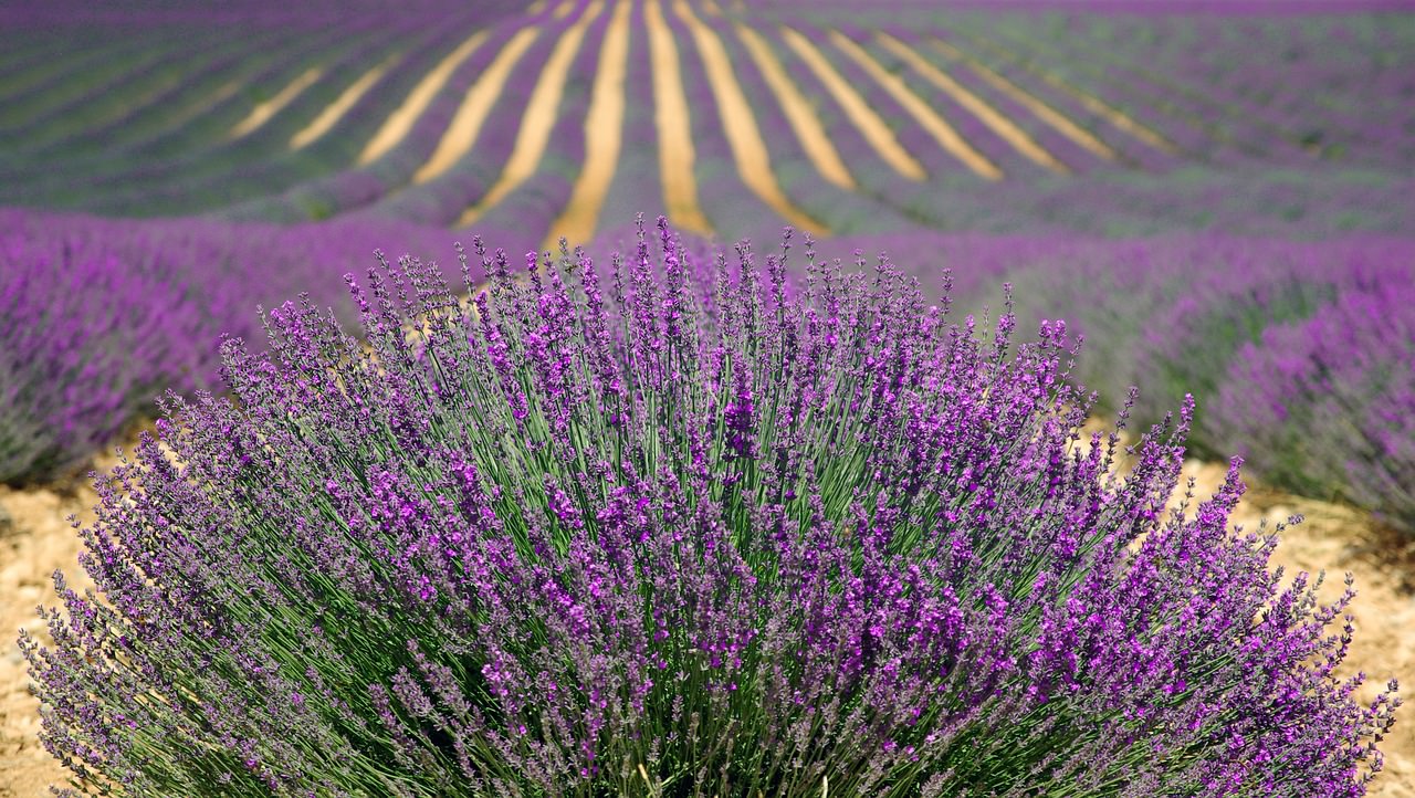 lavanda fiori campo