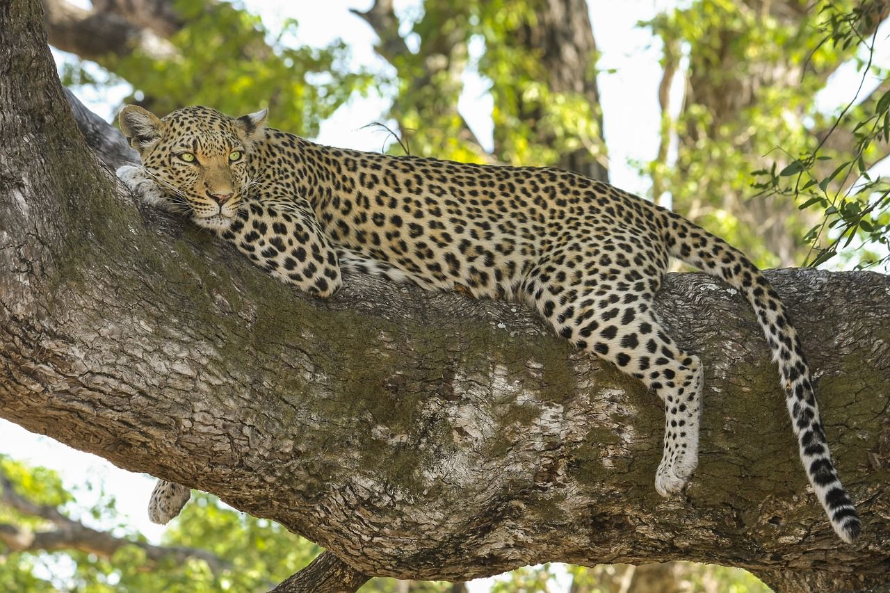 leopardo gatto selvatico