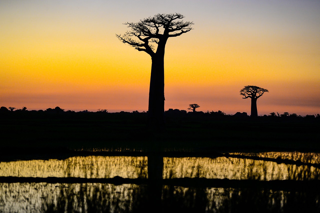 madagascar tramonto baobab