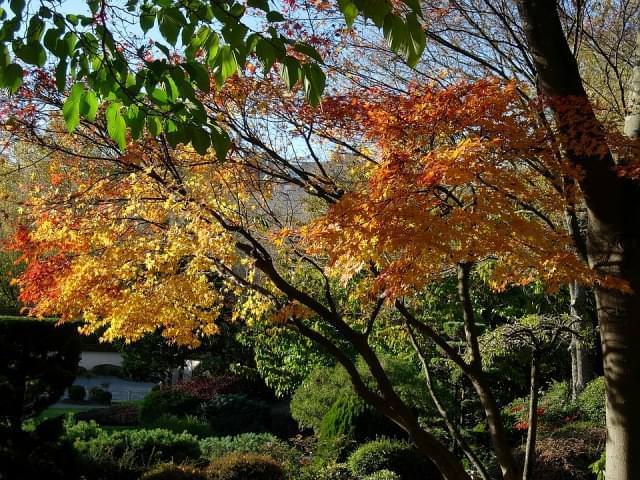 tolosa compans cafarelli autunno