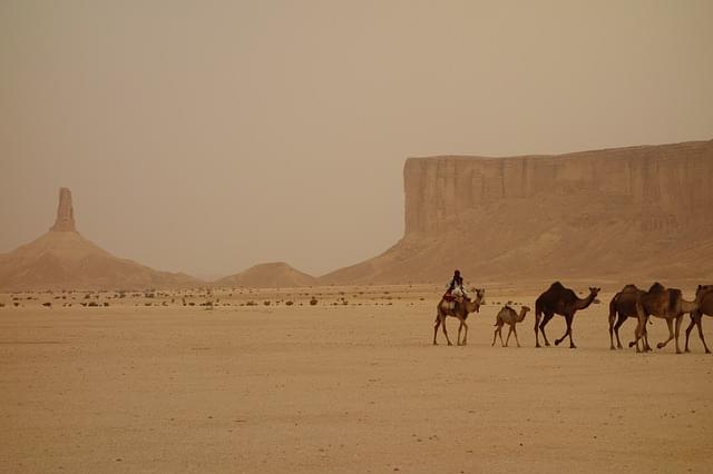 treno cammello arabia saudita 1