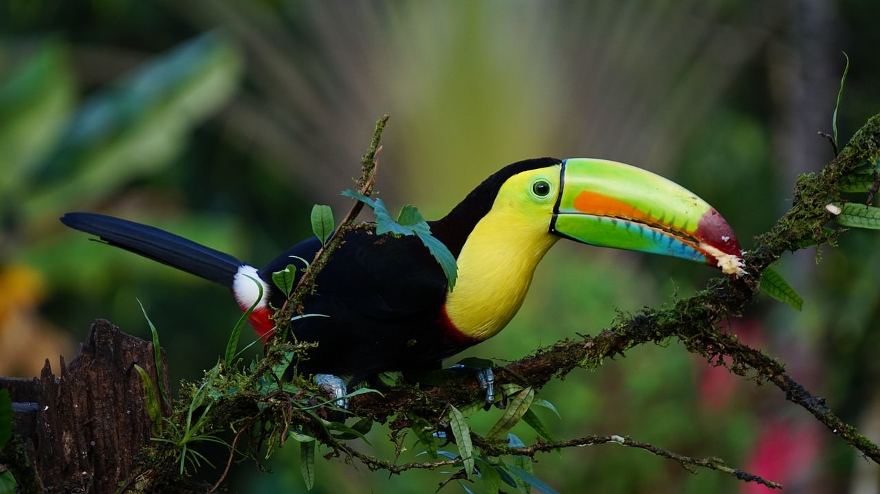 tucano becco a chiglia costa rica