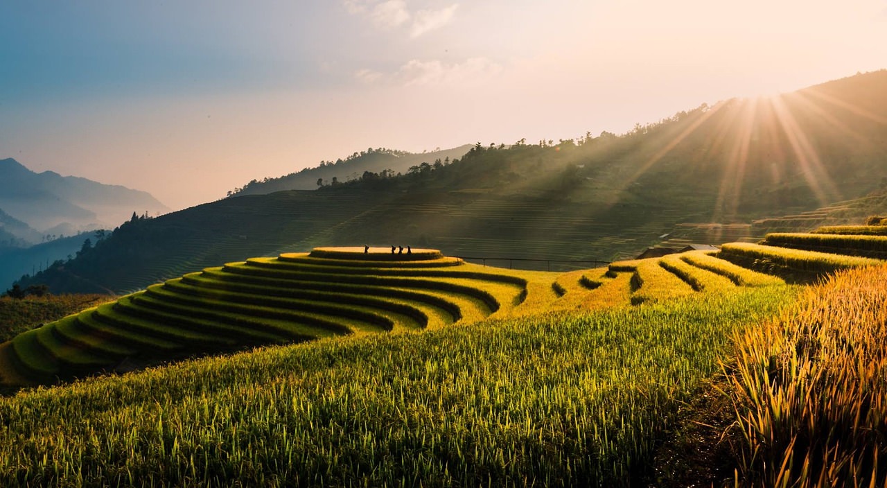 vietnam tu le terrazze campo