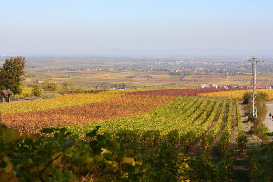 vigna autunno valle del reno